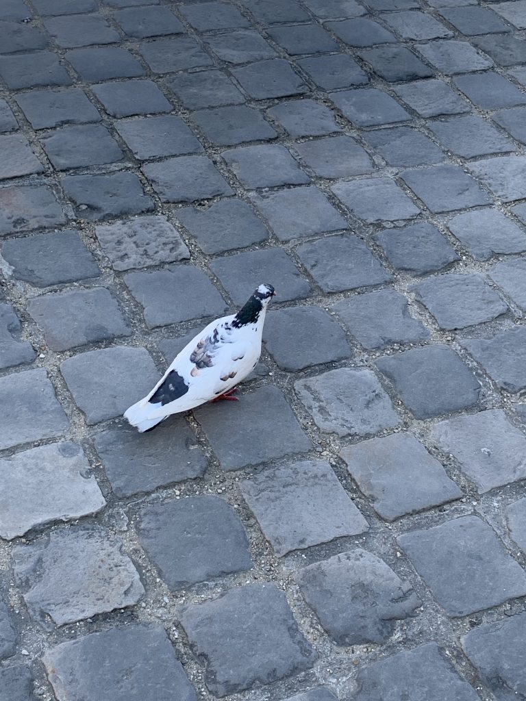 Ich zeige dir, wie du stressfrei durch Versailles kommst