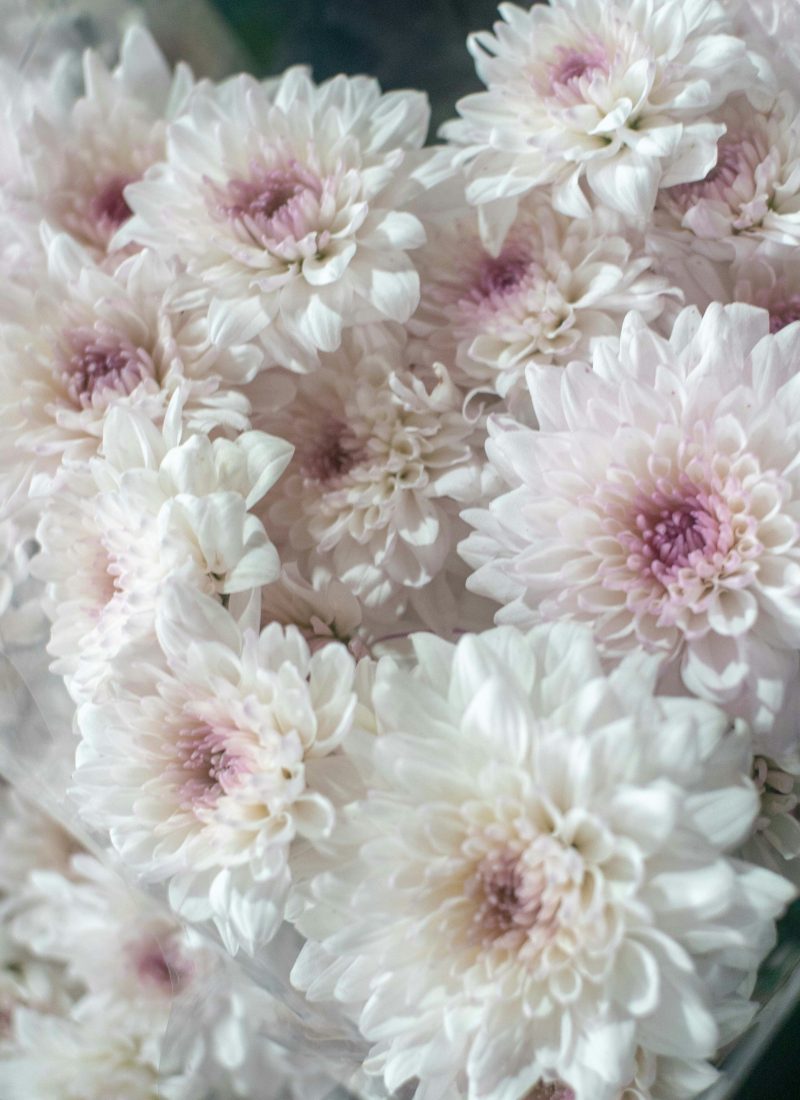 Monets Garten in Giverny – Persönliche Tipps & Highlights 2026