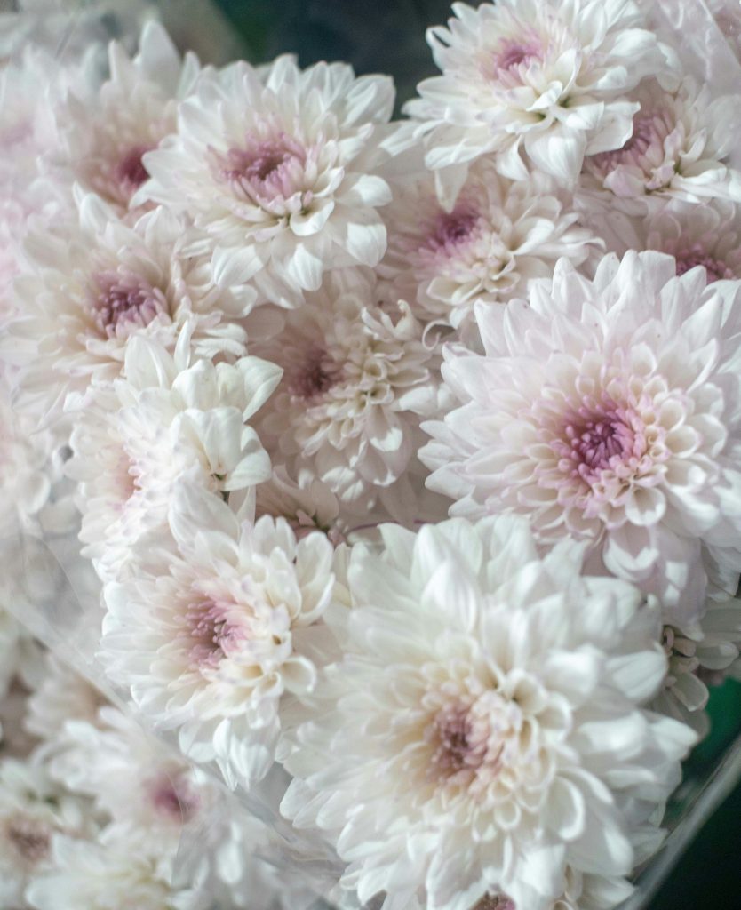 Monets Garten in Giverny – Persönliche Tipps & Highlights